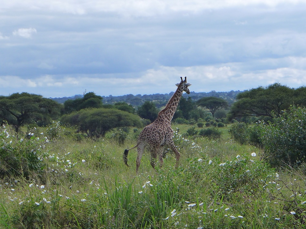 Tarangire Nationalpark