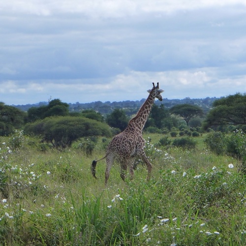 Tarangire Nationalpark