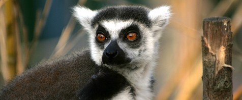 Madagaskar – Bambuslemuren und Meer