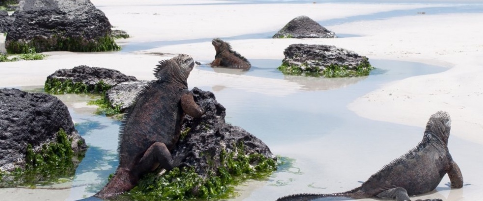 Ecuador - Galapagos - Verzauberte Inseln