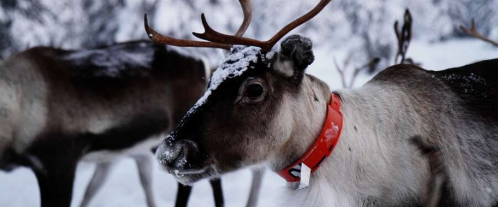 Finnland