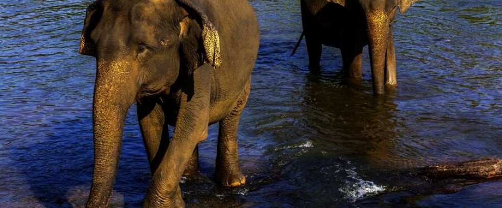 Sri Lanka