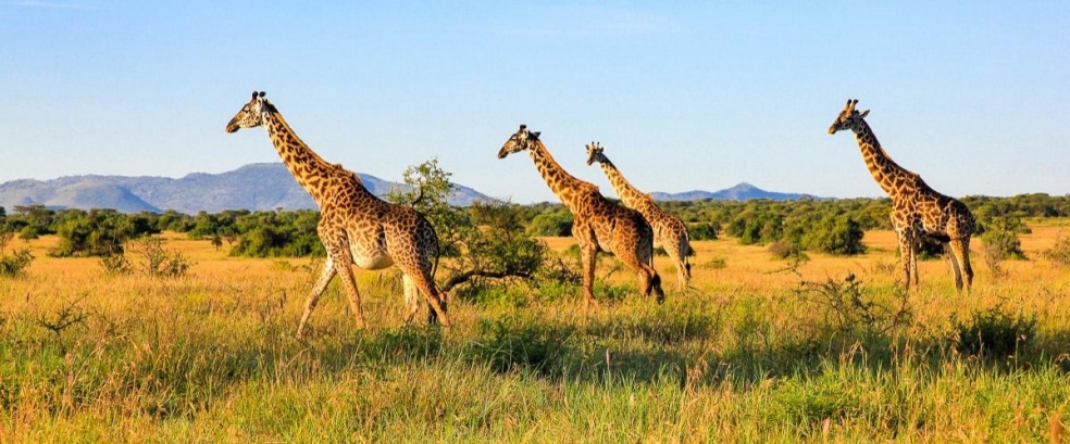 Masai Mara