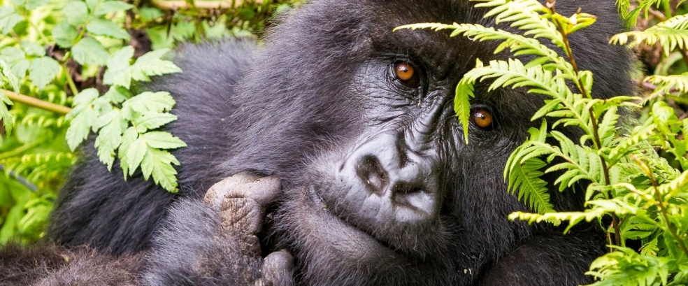 Gorilla