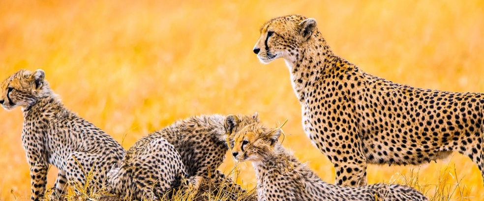 Cheetah