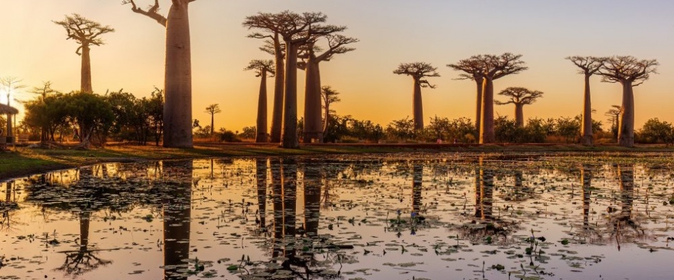 Madagaskar - Makis, Tsingys, Baobabs