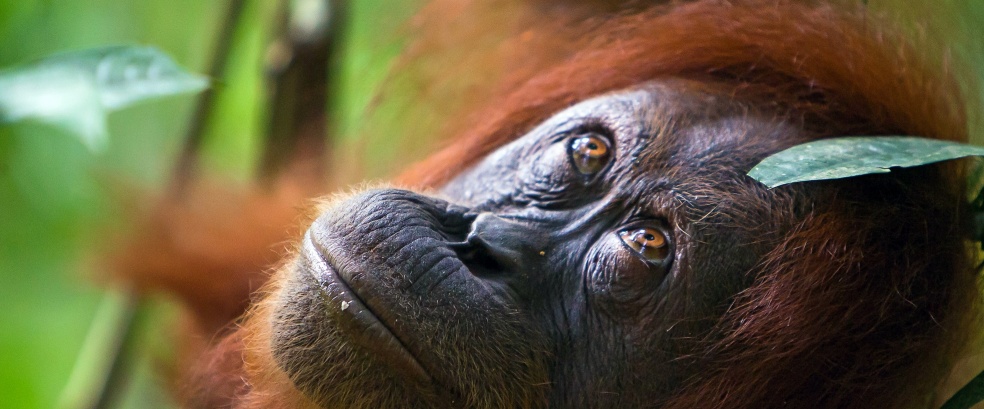 Indonesien | Kalimantan • Java • Bali • Komodo
