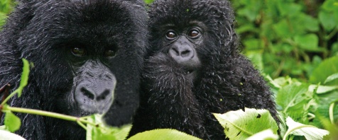 Uganda/Ruanda
