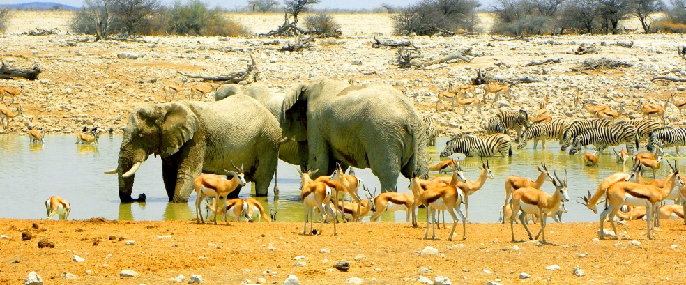 FESTIVAL-Namibia