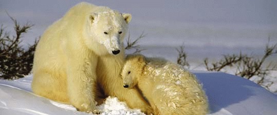 Im Reich der Polarbären
