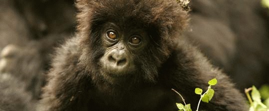 Barfuss unter Gorillas