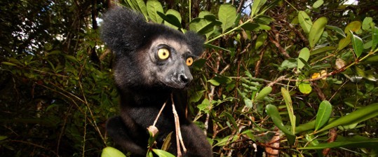 Madagaskar
