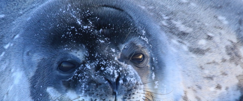 Antarctica